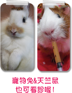 寵物兔和天竺鼠的圖片